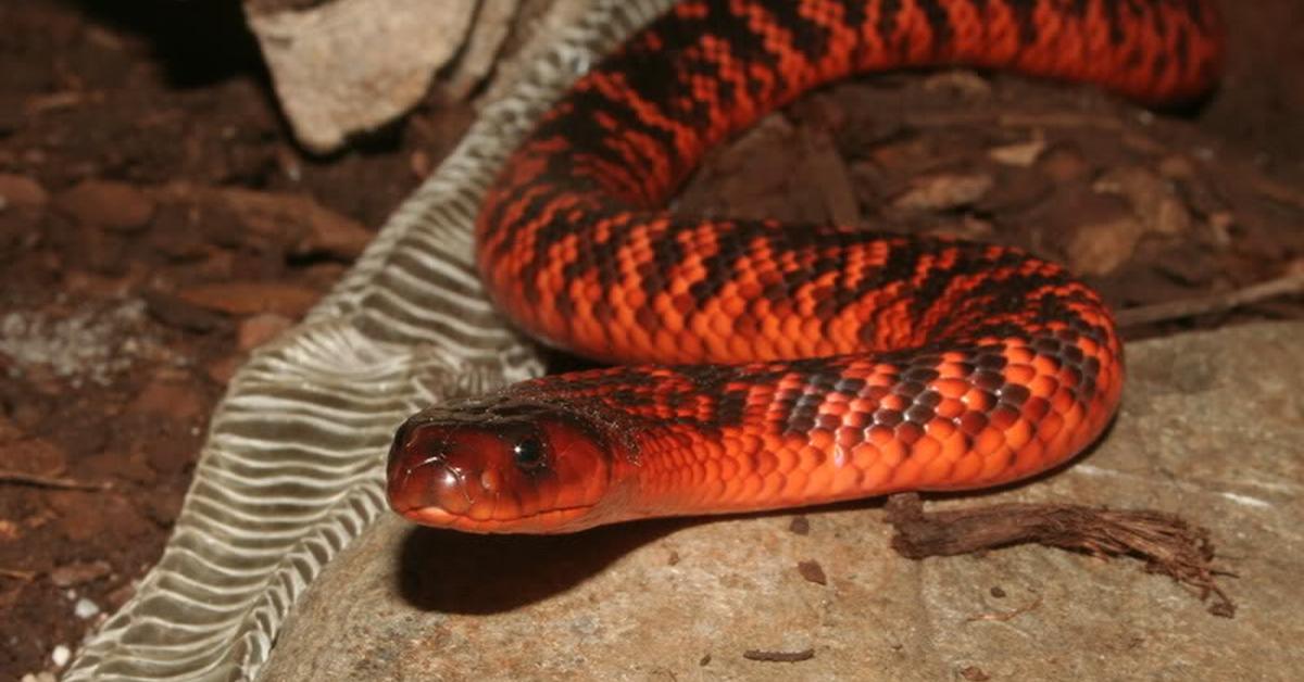 The alluring Colletts Snake, commonly referred to as Ular Colletts in Bahasa Indonesia.