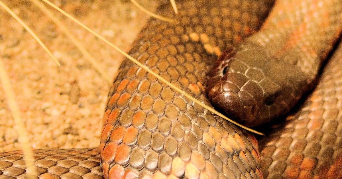 Captivating view of the Colletts Snake, known in Bahasa Indonesia as Ular Colletts.