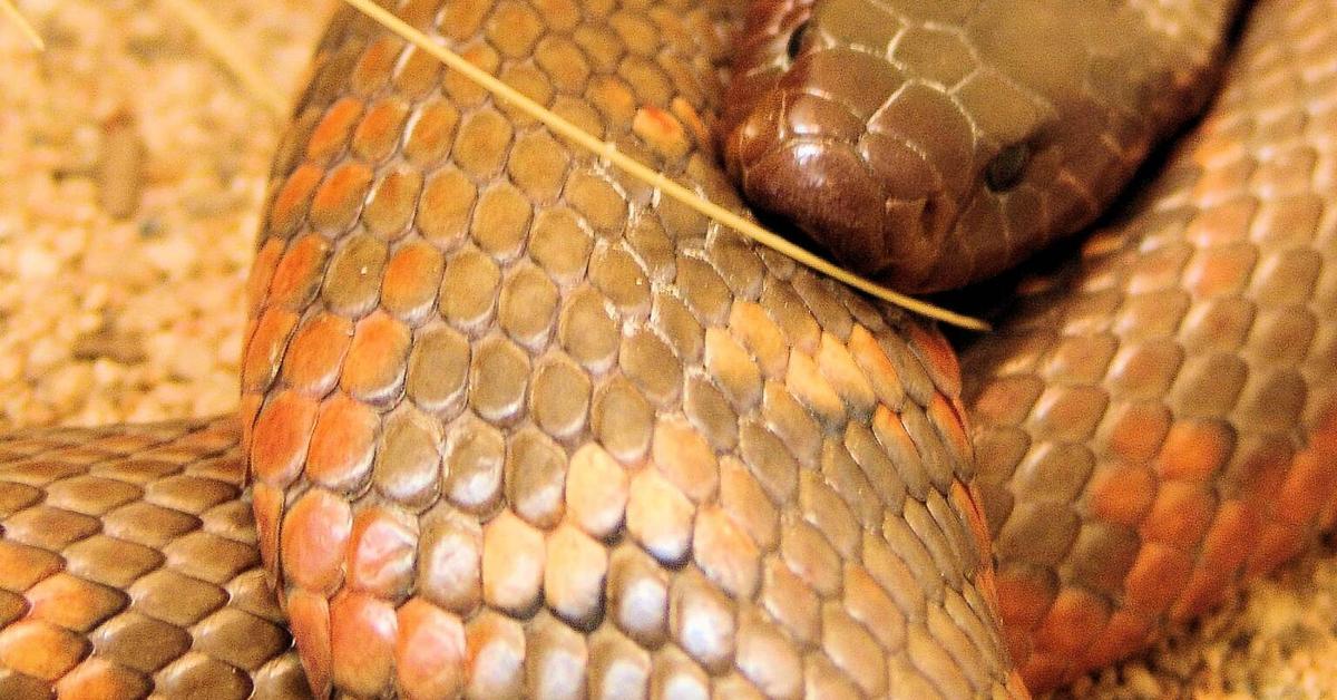 Detailed shot of the Colletts Snake, or Pseudechis colletti, in its natural setting.