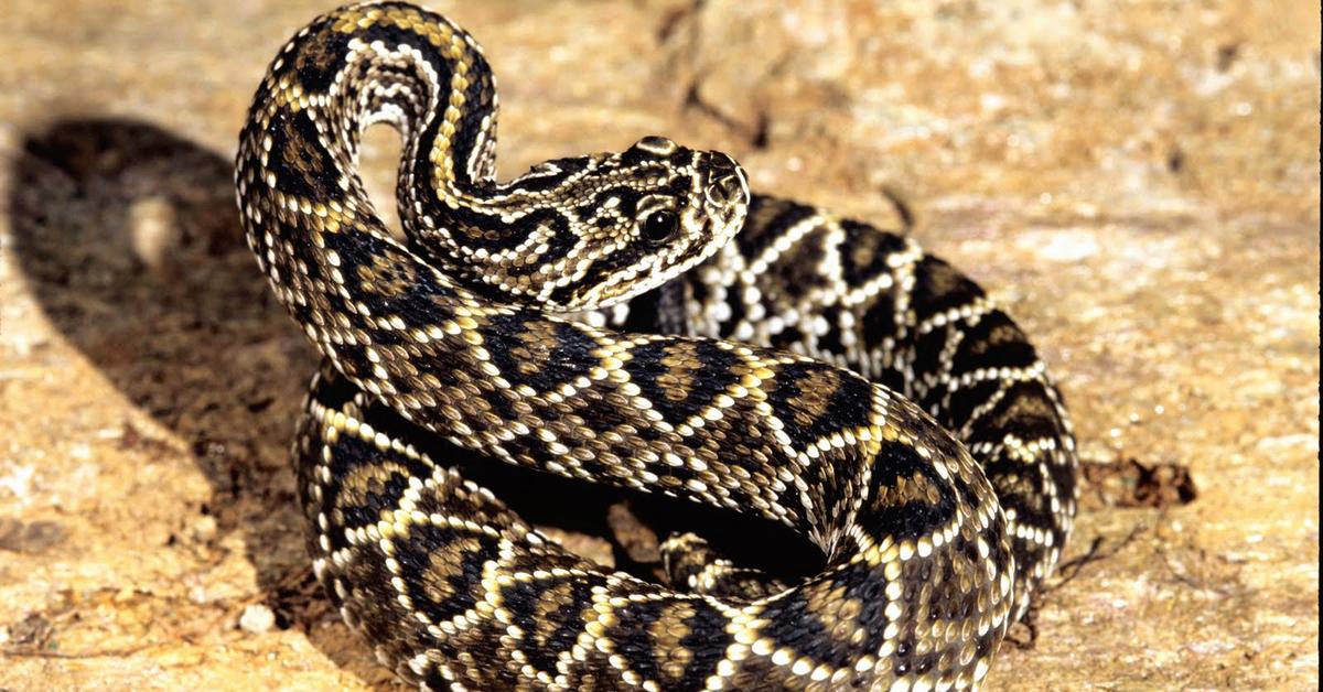 Snapshot of the intriguing Cascabel, scientifically named Crotalus durissus.