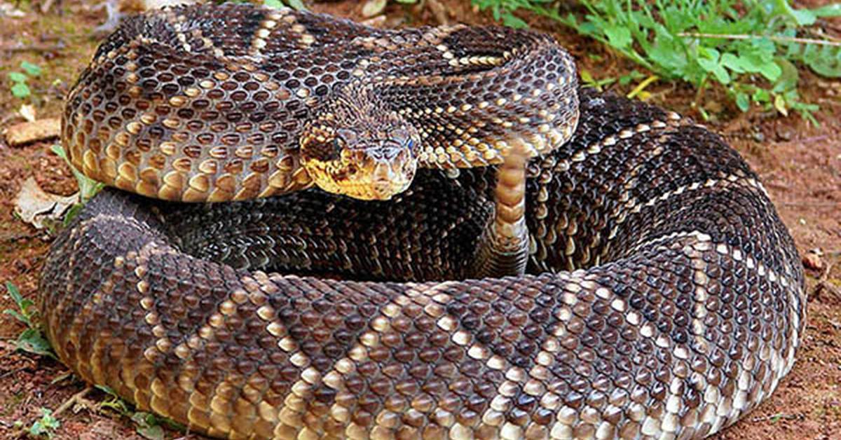 The Cascabel, an example of Crotalus durissus, in its natural environment.