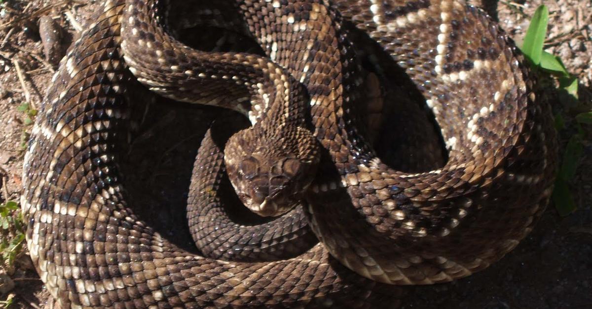 The fascinating Cascabel, scientifically known as Crotalus durissus.