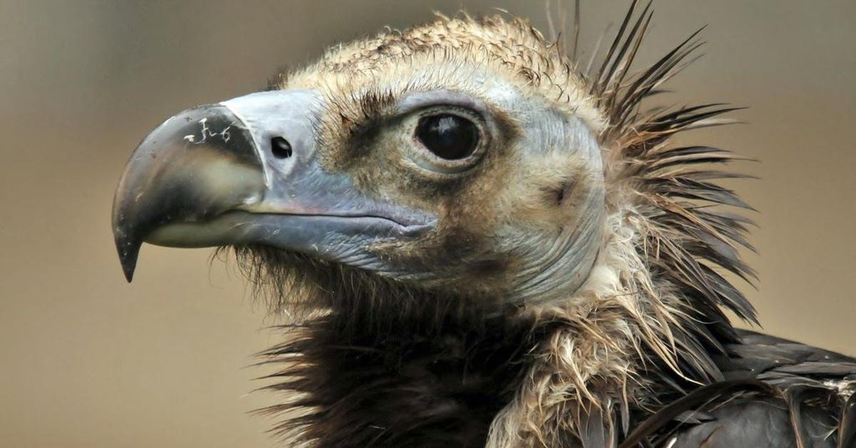 Detailed shot of the Cinereous Vulture, or Aegypius monachus, in its natural setting.