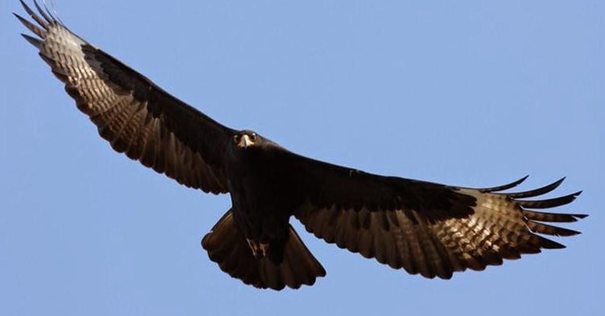 The Cinereous Vulture in its natural beauty, locally called Elang Hitam Abu-abu.