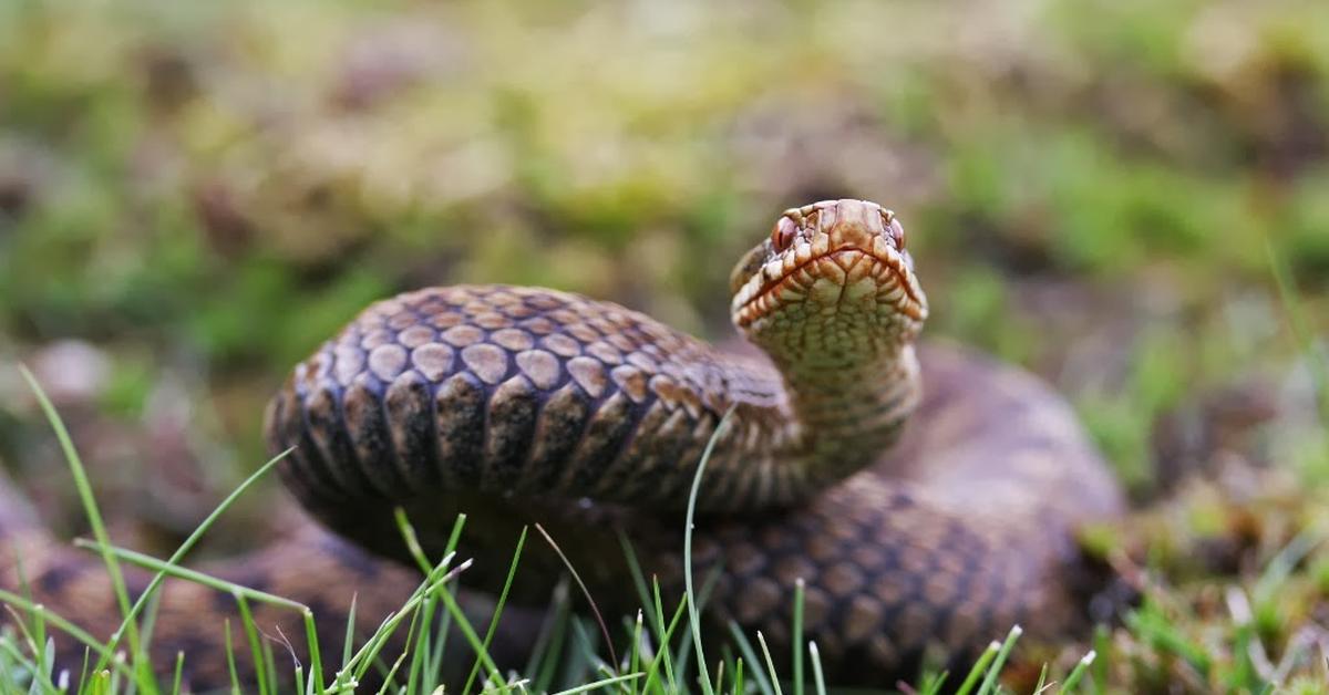 The Common European Adder, a species known as Vipera berus, in its natural splendor.