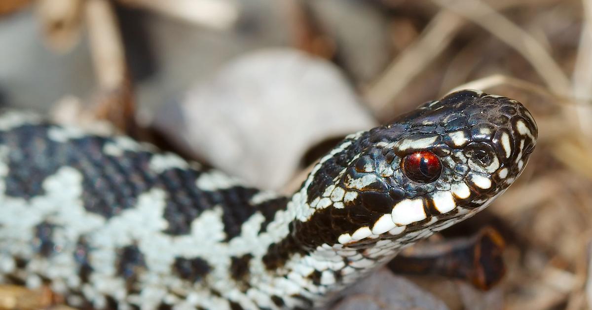 Exquisite image of Common European Adder, in Indonesia known as Ular Biasa Eropa.