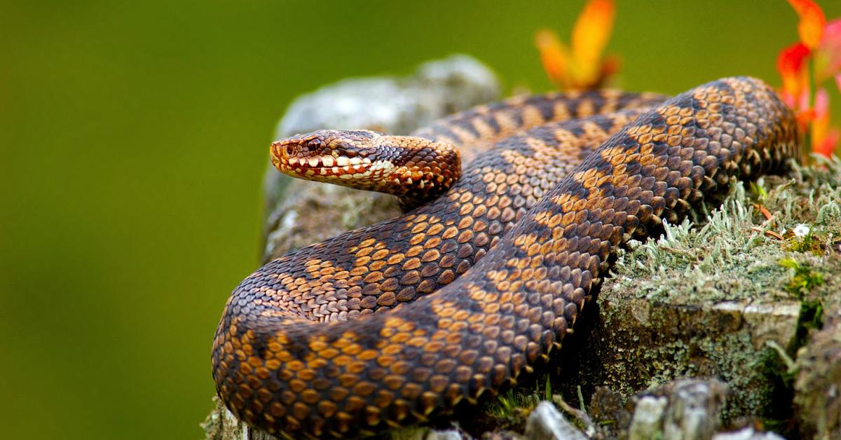 Vibrant snapshot of the Common European Adder, commonly referred to as Ular Biasa Eropa in Indonesia.