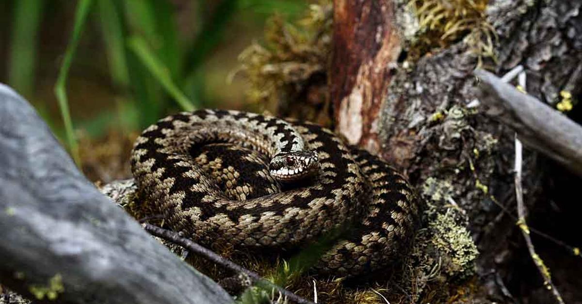 The elegant Common European Adder (Vipera berus), a marvel of nature.