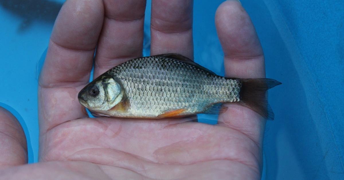 Glimpse of the Crucian Carp, known in the scientific community as Carassius carassius.