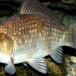 Stunning depiction of Crucian Carp, also referred to as Carassius carassius.