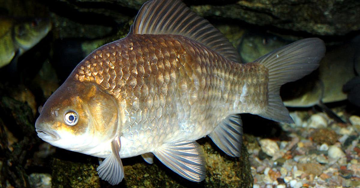 Portrait of a Crucian Carp, a creature known scientifically as Carassius carassius.