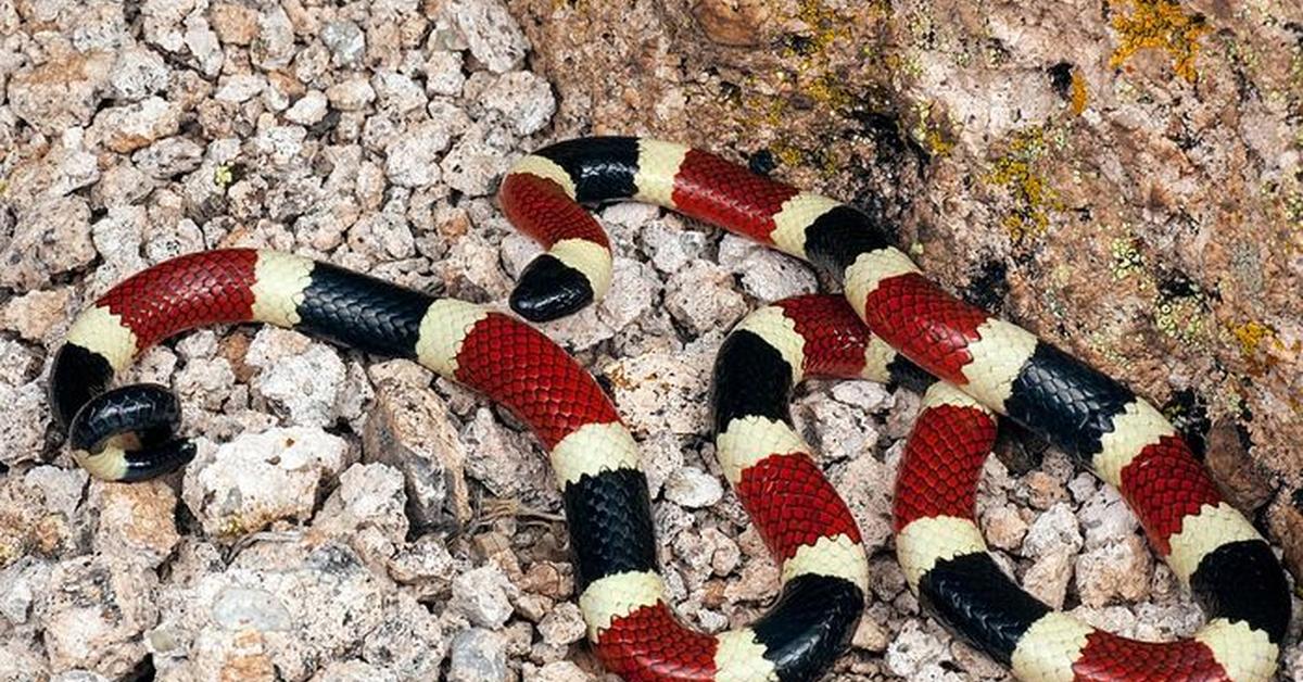 Distinctive Coral Snake, in Indonesia known as Ular Karang, captured in this image.