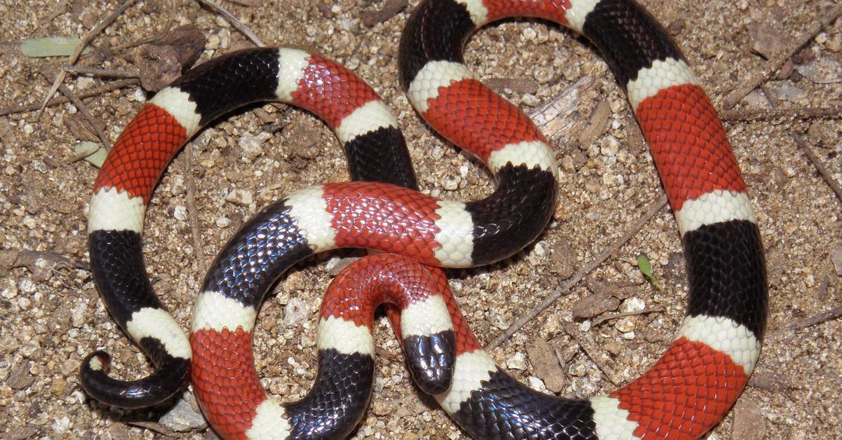 Natural elegance of the Coral Snake, scientifically termed Various.