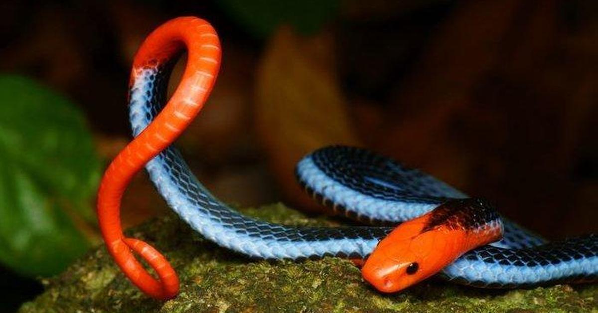 Enchanting Coral Snake, a species scientifically known as Various.