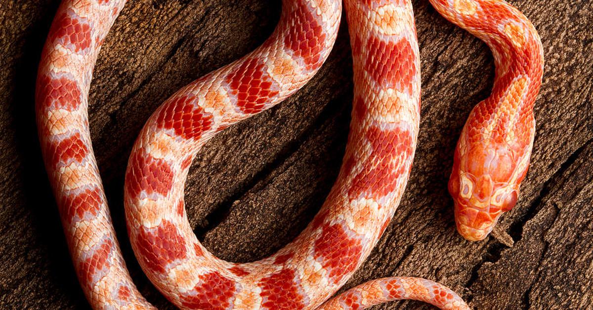 Image of the Corn Snake (P. guttatus), popular in Indonesia as Ular Jagung.