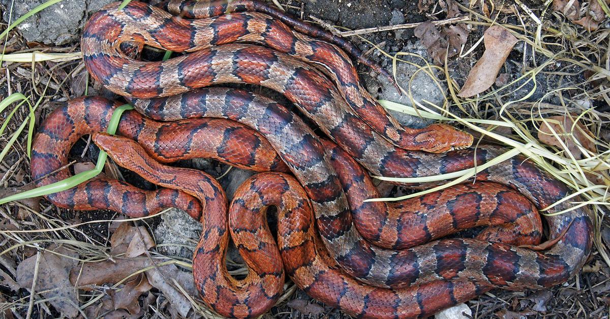 Captured beauty of the Corn Snake, or P. guttatus in the scientific world.