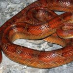 Elegant portrayal of the Corn Snake, also known as P. guttatus.