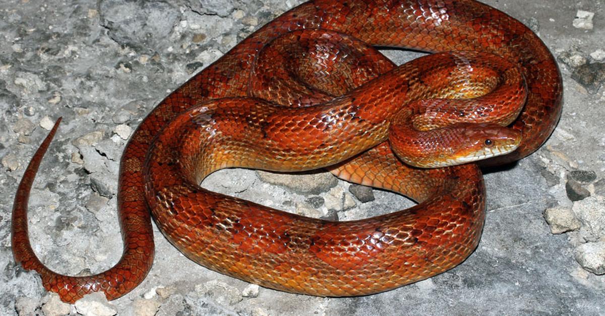 Elegant portrayal of the Corn Snake, also known as P. guttatus.