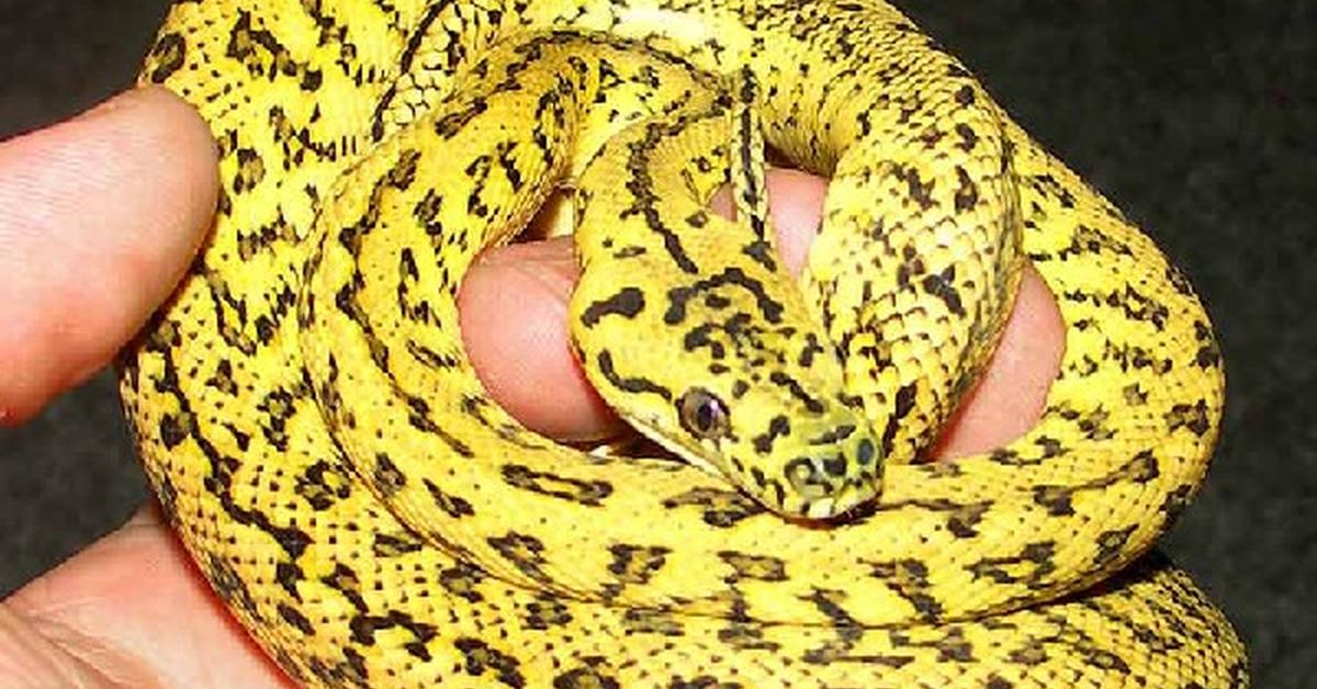 Natural elegance of the Carpet Python, scientifically termed Morelia spilota.