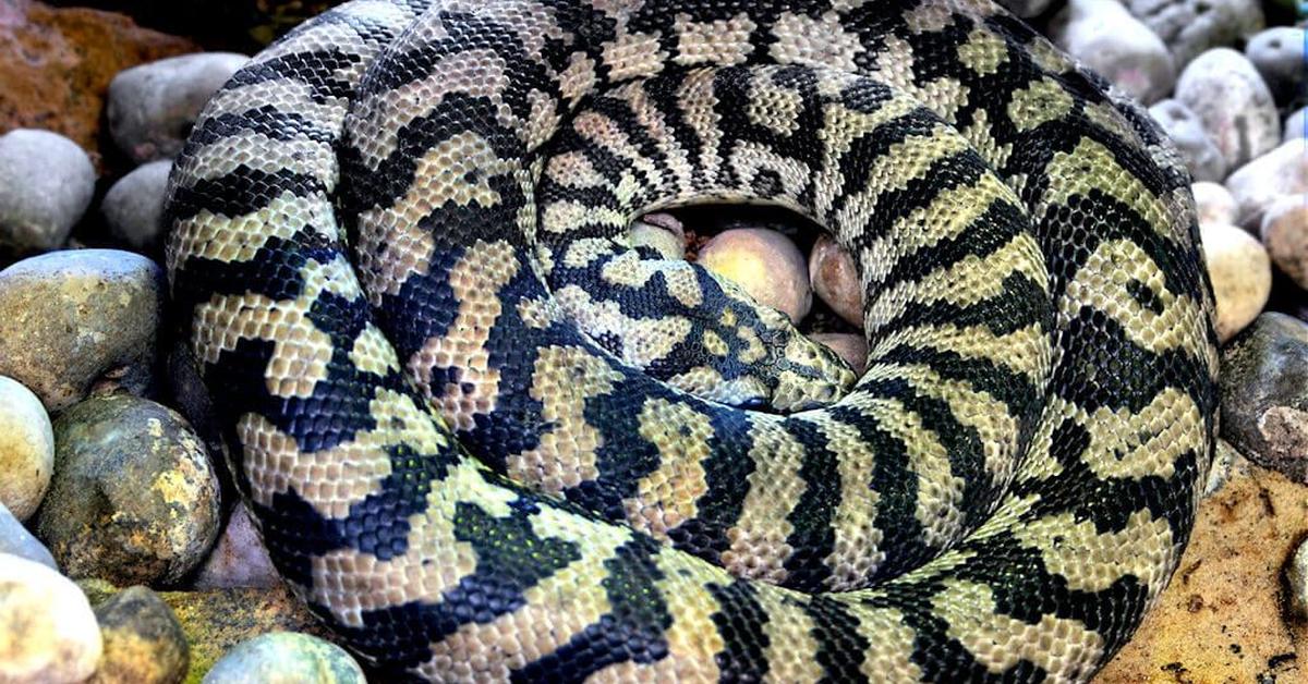 Exquisite image of Carpet Python, in Indonesia known as Piton Karpet.