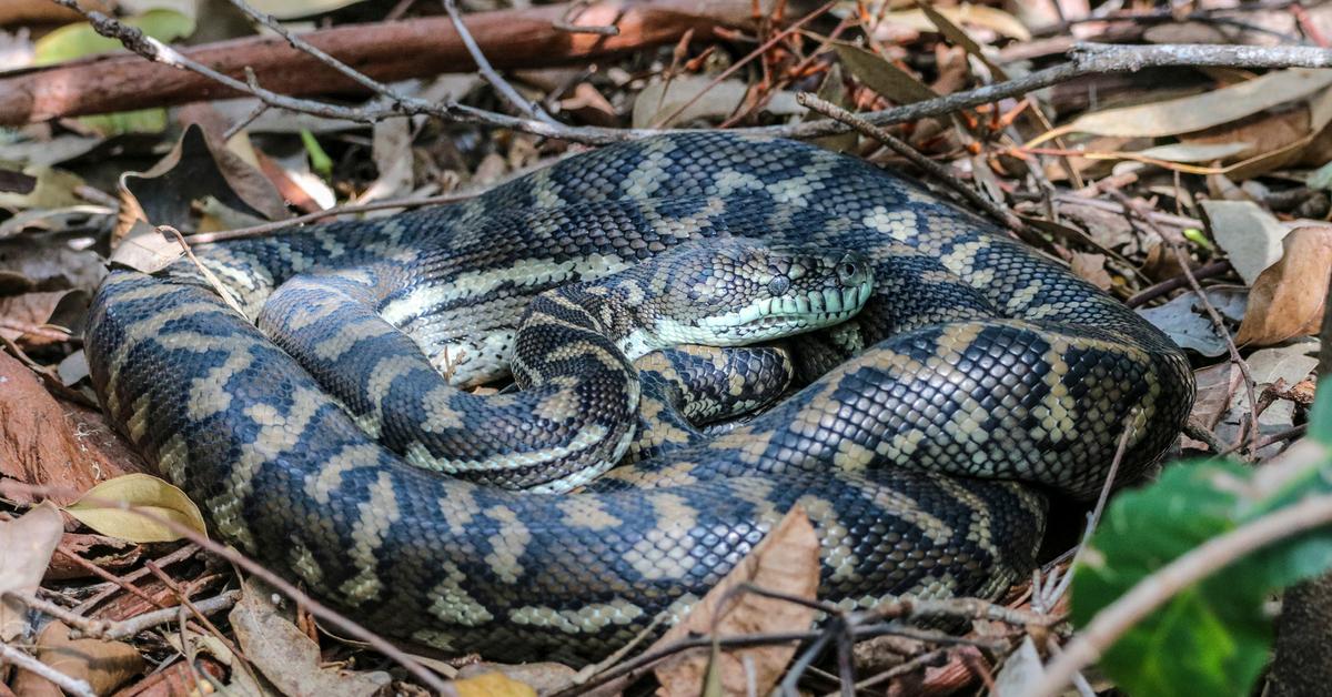 Distinctive Carpet Python, in Indonesia known as Piton Karpet, captured in this image.