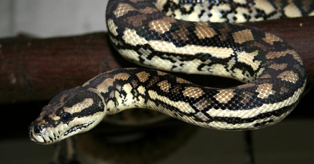 The elegant Carpet Python (Morelia spilota), a marvel of nature.