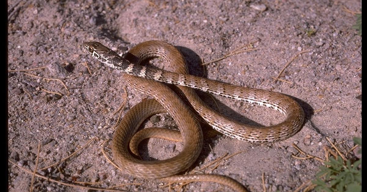 Portrait of a Coachwhip Snake, a creature known scientifically as Masticophis flagellum.