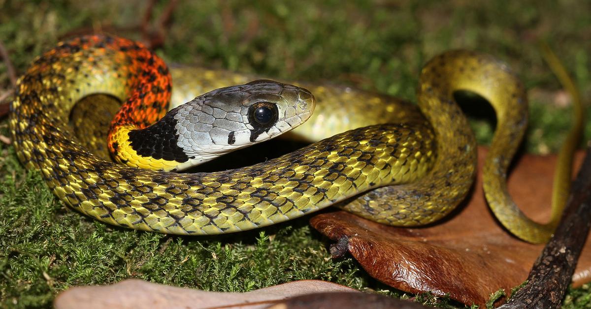 Insightful look at the Coachwhip Snake, known to Indonesians as Ular Pelatih.