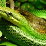 Close-up view of the Coachwhip Snake, known as Ular Pelatih in Indonesian.