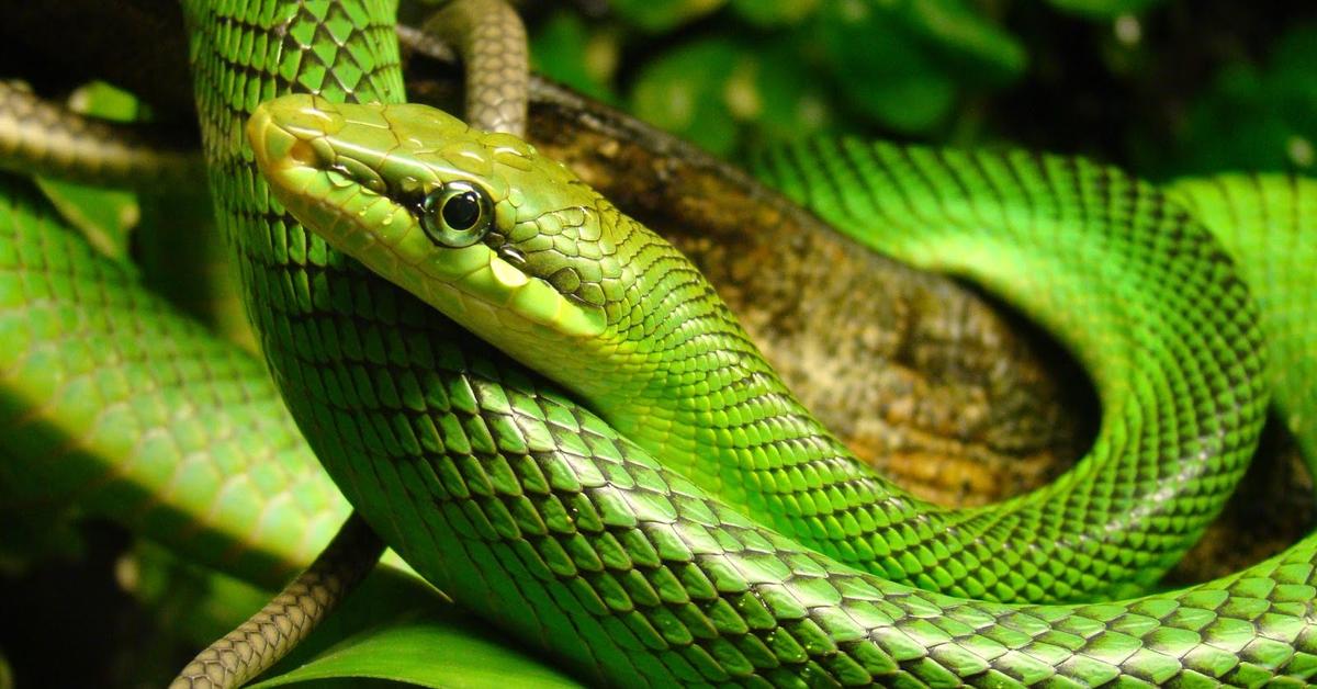 Close-up view of the Coachwhip Snake, known as Ular Pelatih in Indonesian.