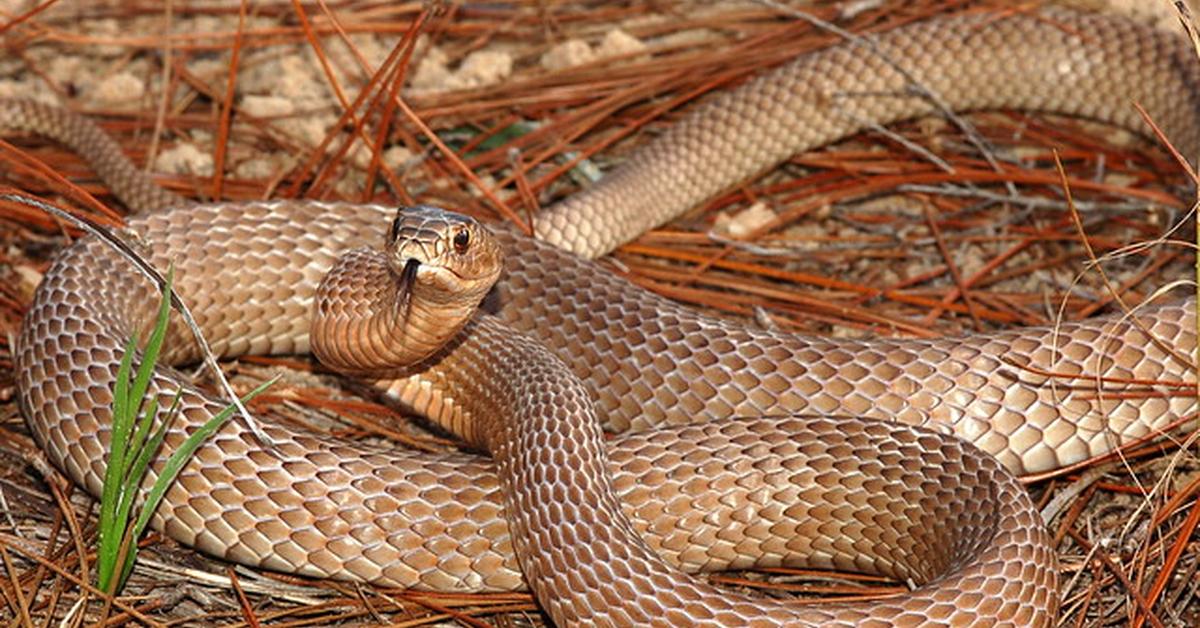 Snapshot of the intriguing Coachwhip Snake, scientifically named Masticophis flagellum.