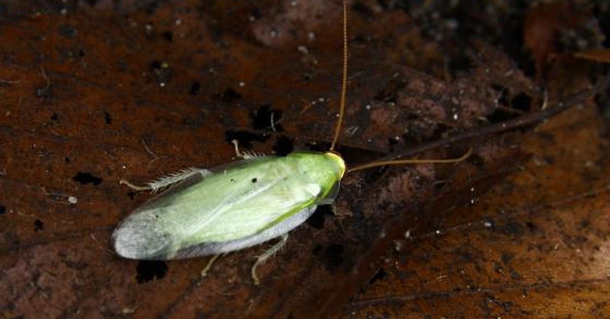 Iconic view of the Cuban Cockroach, or Panchlora nivea, in its habitat.