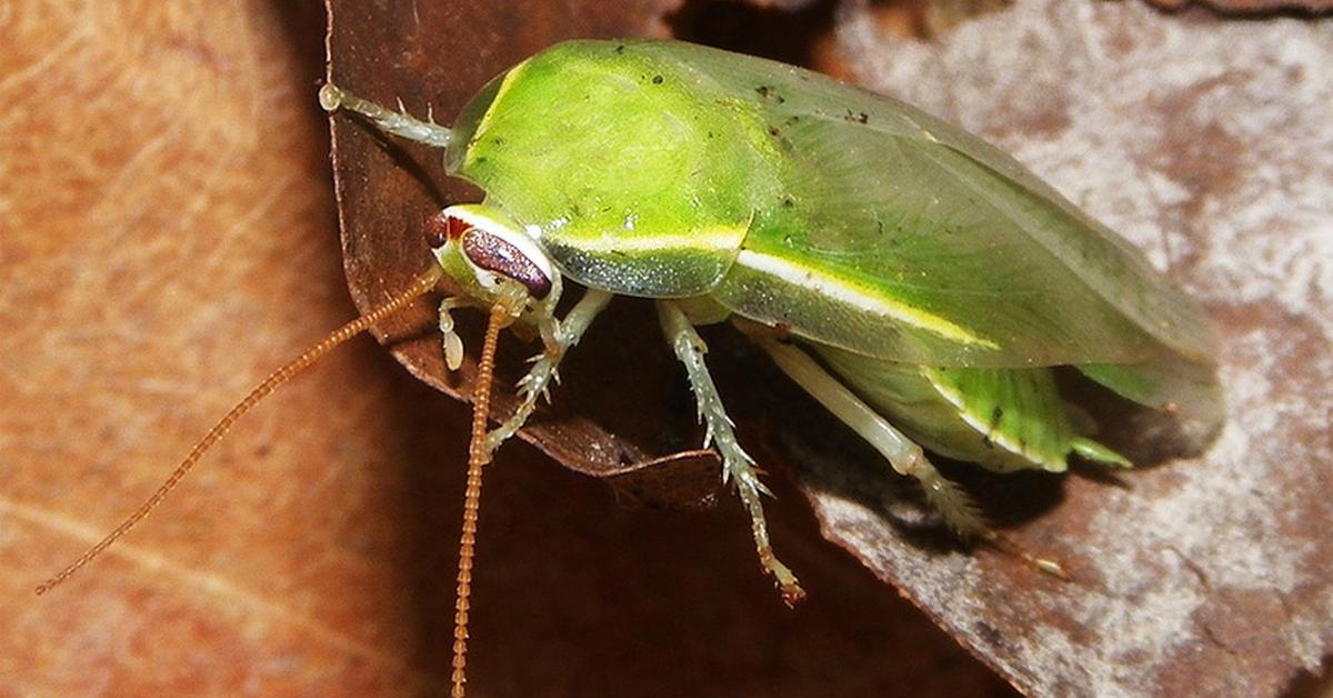 The fascinating Cuban Cockroach, scientifically known as Panchlora nivea.