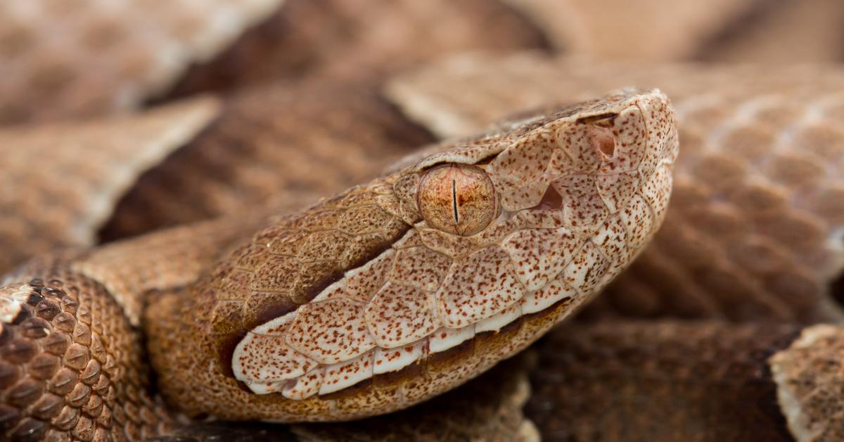 The Copperhead, a species known as Agkistrodon contortrix, in its natural splendor.