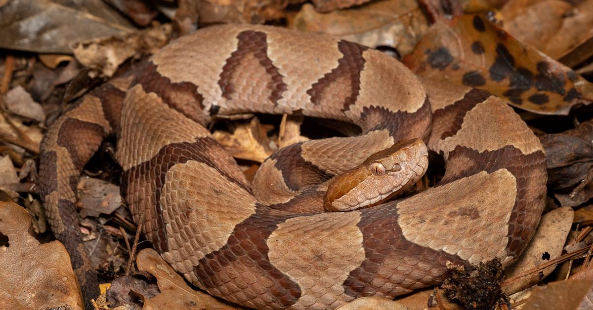 Splendid image of the Copperhead, with the scientific name Agkistrodon contortrix.