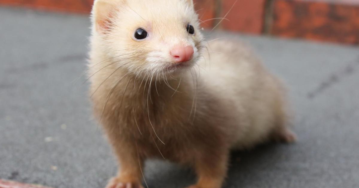 Image showcasing the Cinnamon Ferret, known in Indonesia as Fret Coklat.