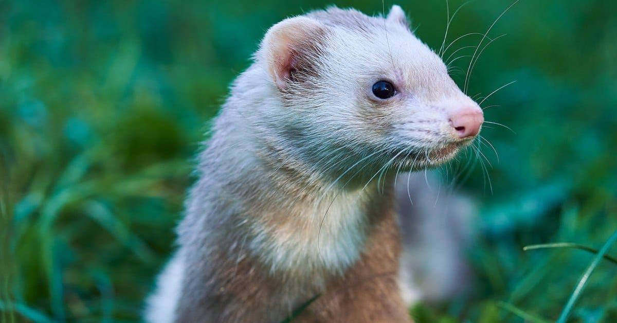 Natural elegance of the Cinnamon Ferret, scientifically termed Mustela furo.