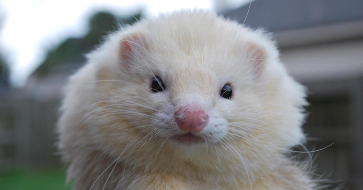 Elegant portrayal of the Cinnamon Ferret, also known as Mustela furo.