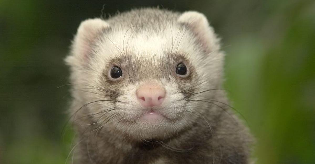 Captivating view of the Cinnamon Ferret, known in Bahasa Indonesia as Fret Coklat.