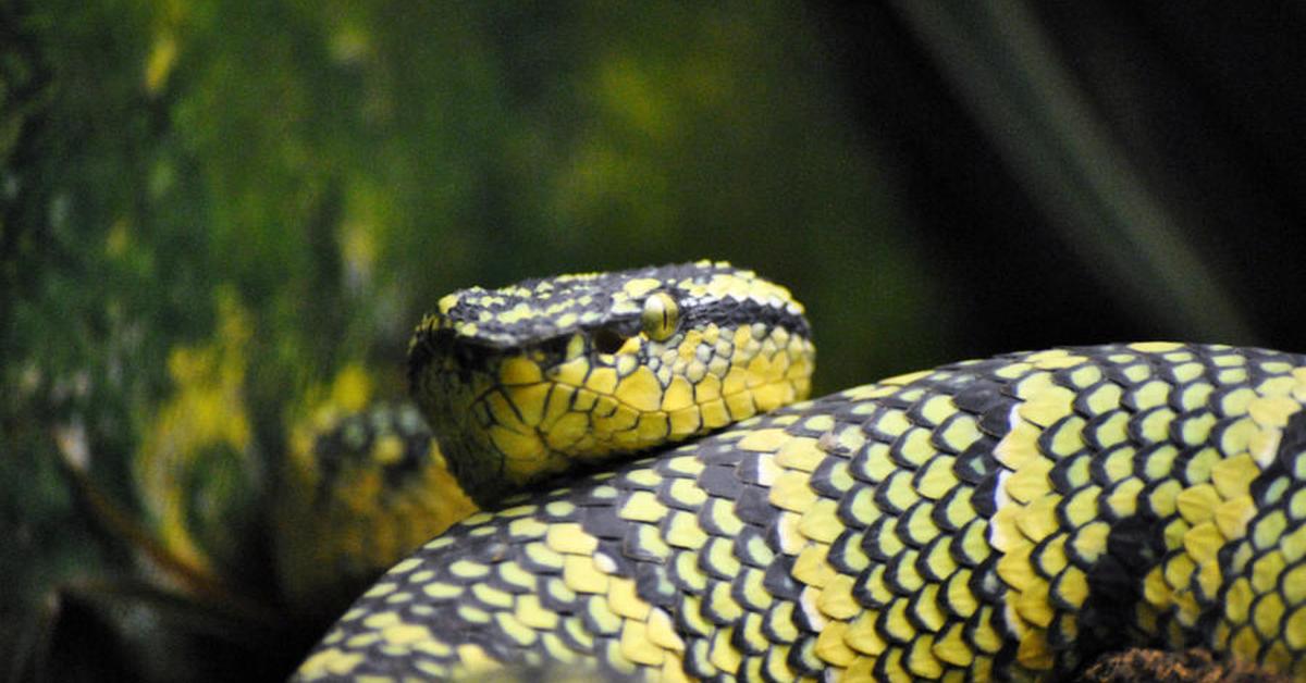 A look at the Carpet Viper, also recognized as Ular Karpet in Indonesian culture.