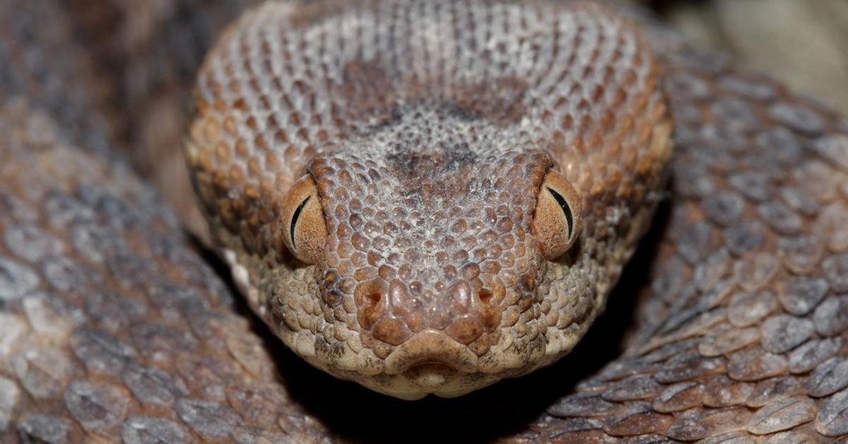 Engaging shot of the Carpet Viper, recognized in Indonesia as Ular Karpet.