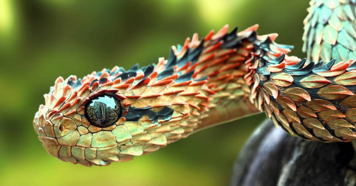 Detailed shot of the Carpet Viper, or Atheris, in its natural setting.