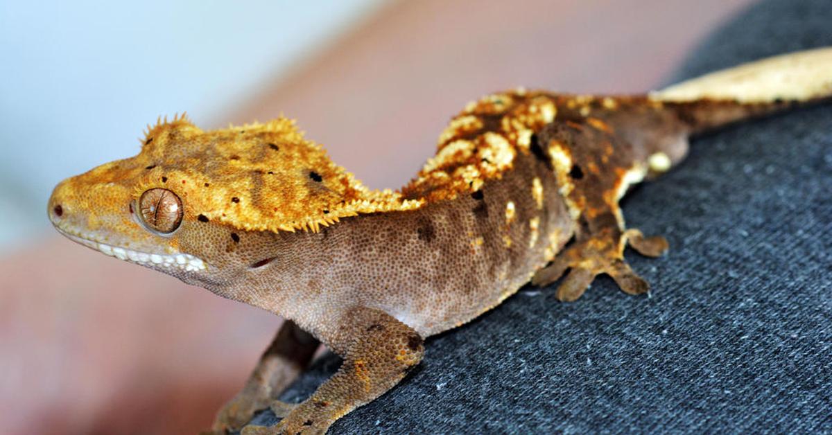 Visual representation of the Crested Gecko, recognized in Indonesia as Kadal Berjumbai.