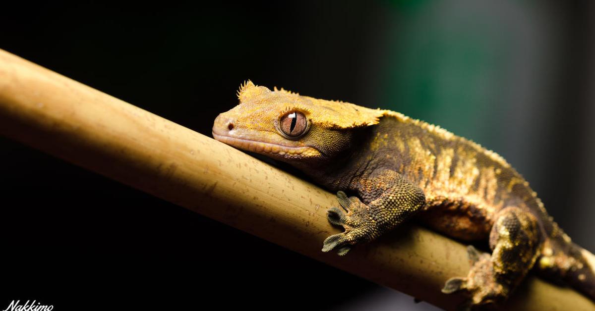 Exquisite image of Crested Gecko, in Indonesia known as Kadal Berjumbai.