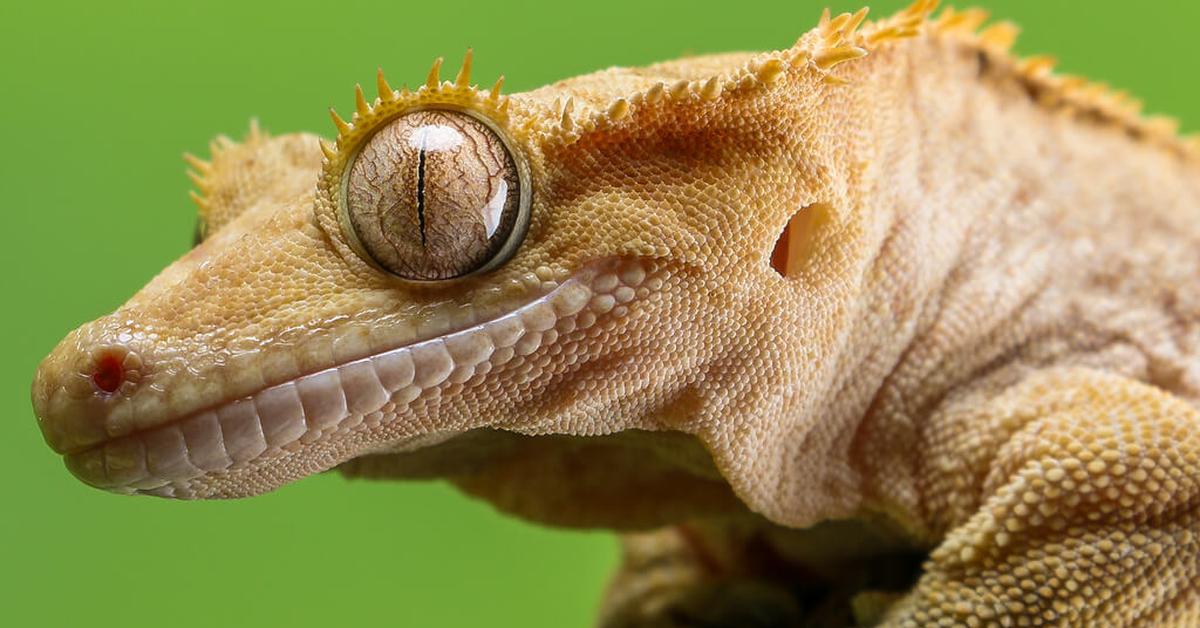 Elegant Crested Gecko in its natural habitat, called Kadal Berjumbai in Indonesia.