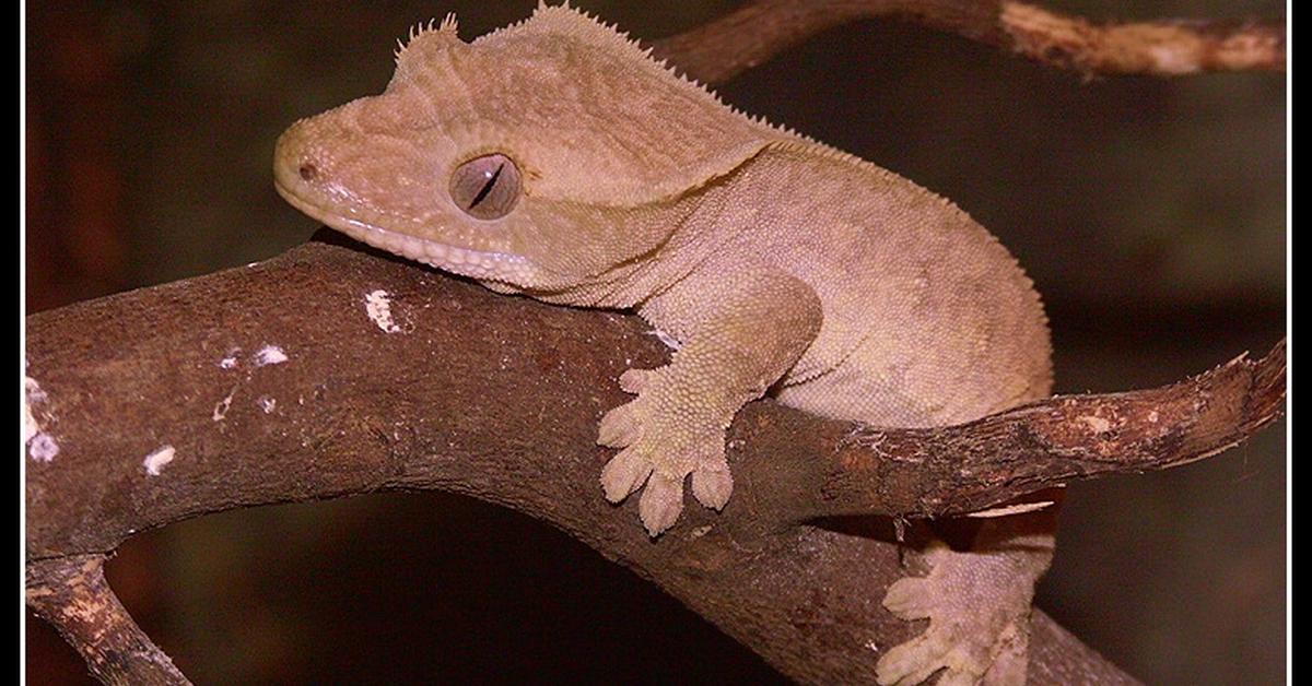 The fascinating Crested Gecko, scientifically known as Correlophus ciliatus.