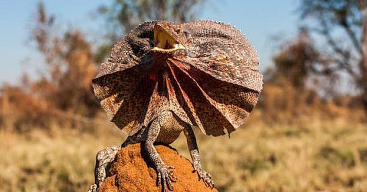 Distinctive Crested Gecko, in Indonesia known as Kadal Berjumbai, captured in this image.