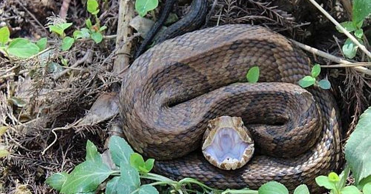 Snapshot of the intriguing Cottonmouth, scientifically named Agkistrodon piscivorus.