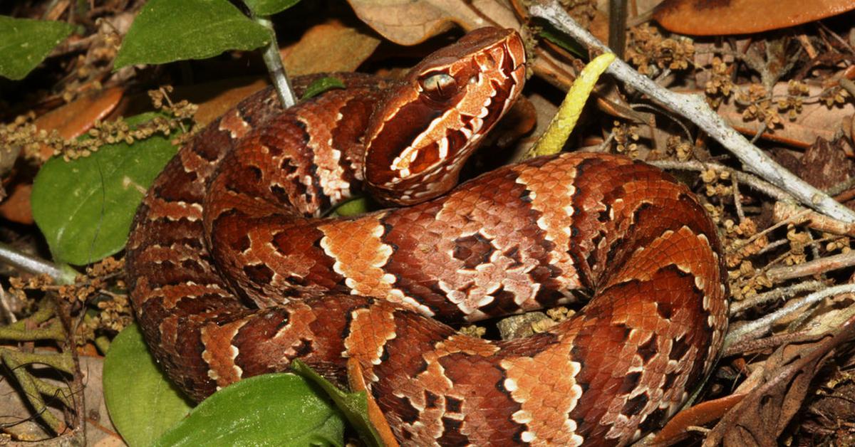 The Cottonmouth in its natural beauty, locally called Ular Kapas.