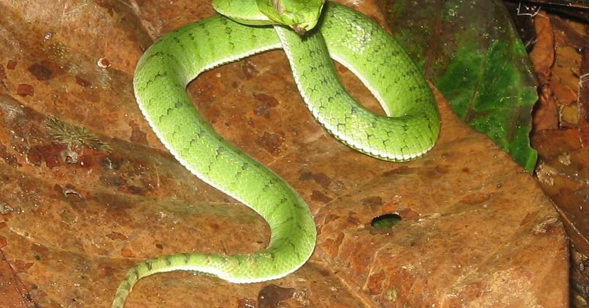 Splendid image of the Cottonmouth, with the scientific name Agkistrodon piscivorus.